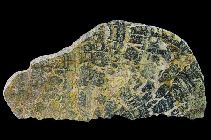 Proterozoic Age Columnar Stromatolite (Asperia) Slab - Australia #132381